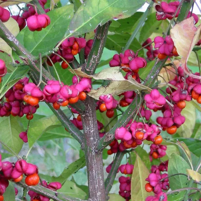 Euonymus europaeus
