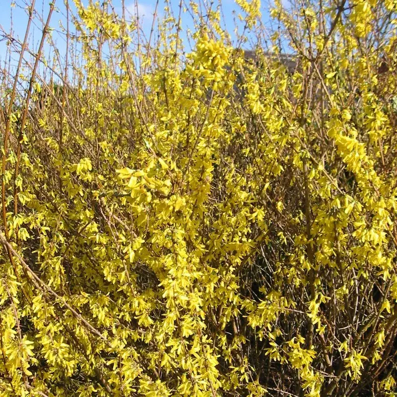 Forsythia intermedia 'Lynwood'