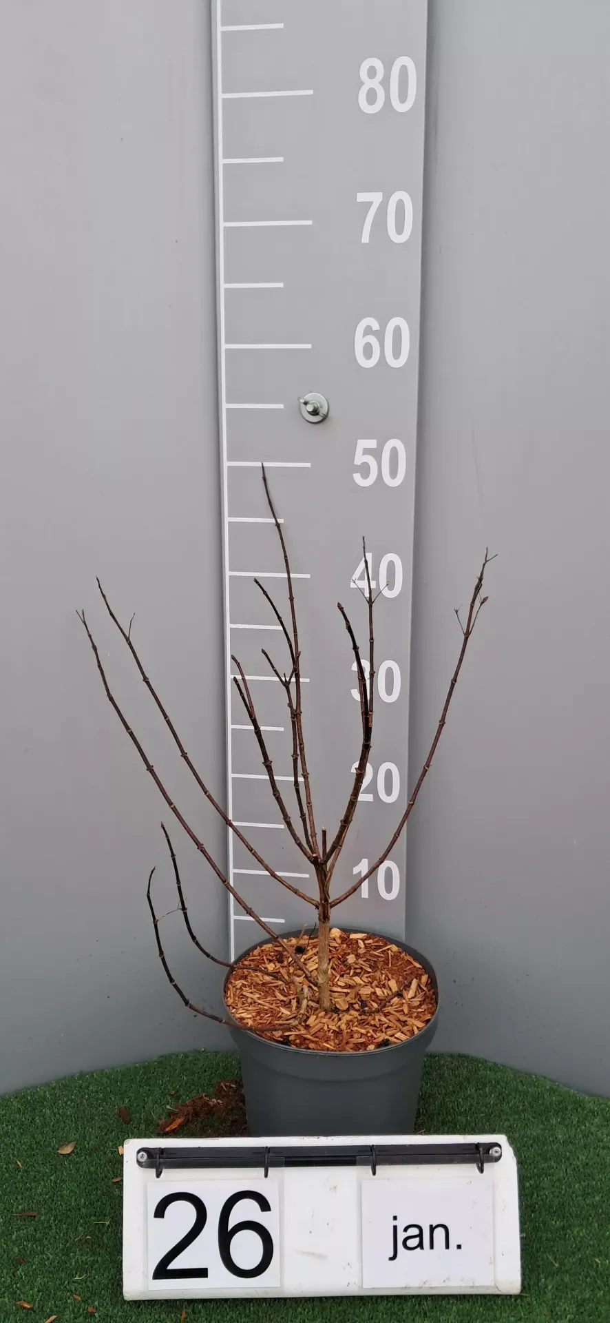 Hydrangea pan. DIAMANT ROUGE ® 'Rendia'