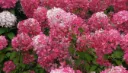 Hydrangea pan. DIAMANT ROUGE ® 'Rendia'