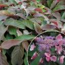 Hydrangea aspera 'Hot Chocolate' ®