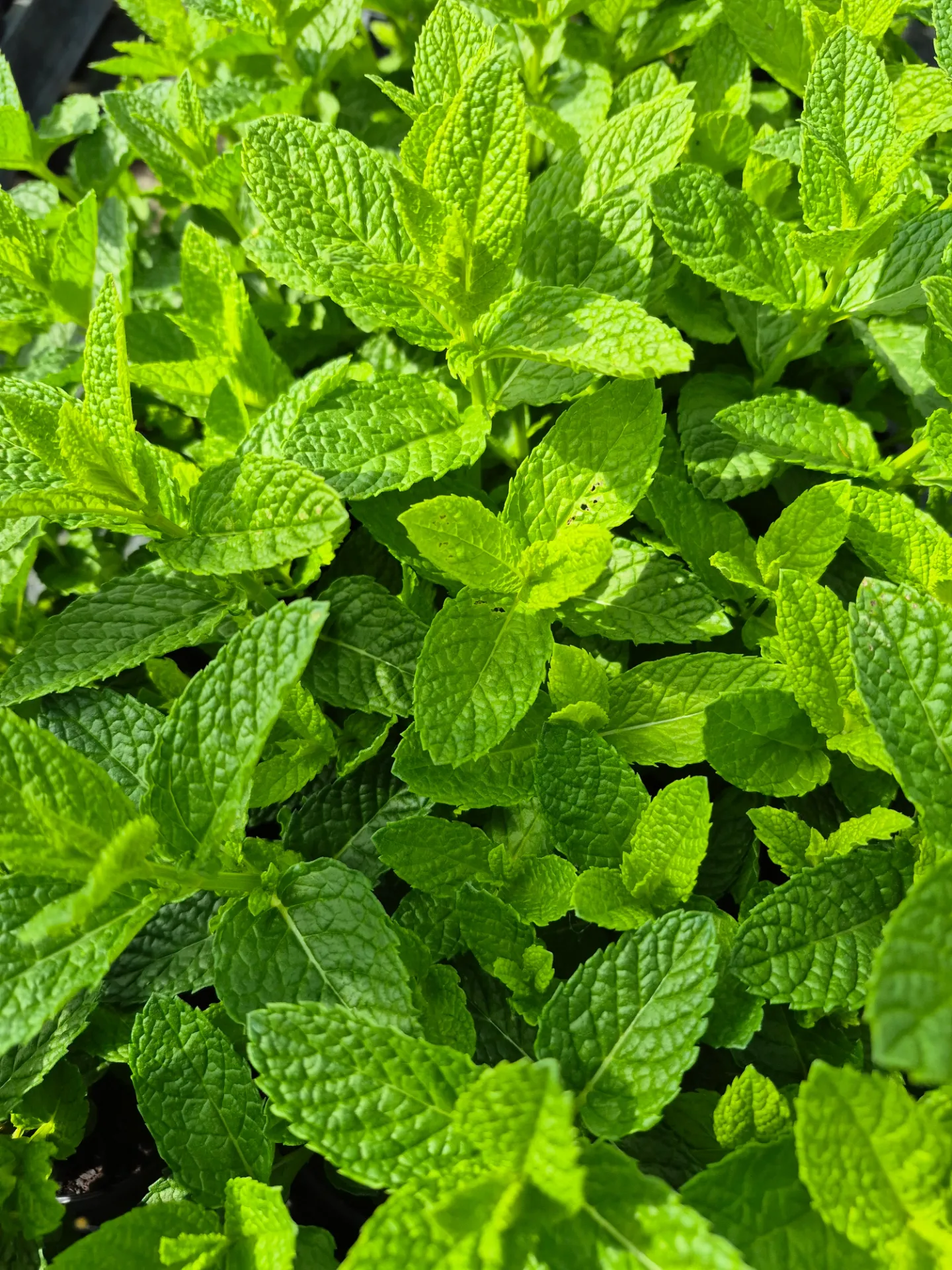 Menthe Marrocaine