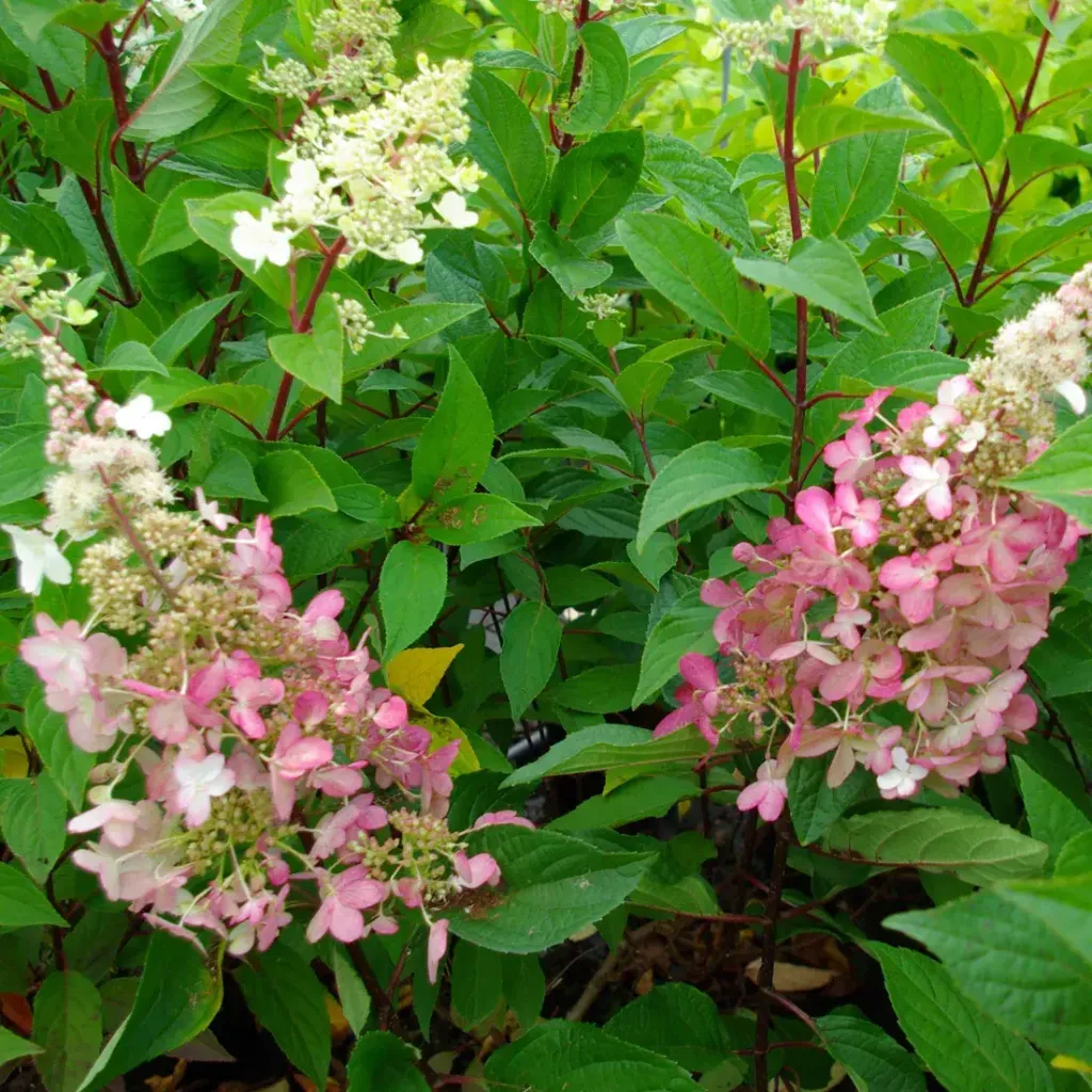 Hydrangea pan. 'Pinky Winky' ®