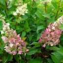 Hydrangea pan. 'Pinky Winky' ®