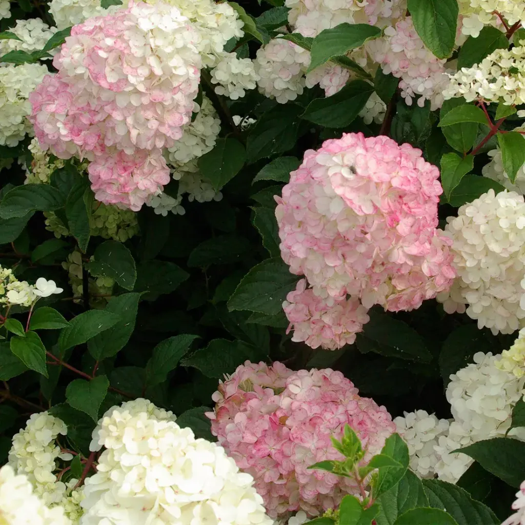 Hydrangea pan. VANILLE FRAISE ® 'Renhy'