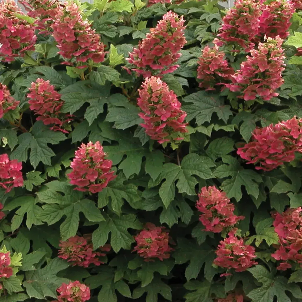 Hydrangea quer. 'Ruby Slippers'