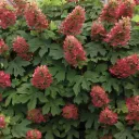 Hydrangea quer. 'Ruby Slippers'