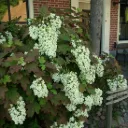 Hydrangea quer. 'Snow Flake'