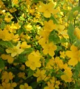 Kerria japonica 'Golden Guinea'