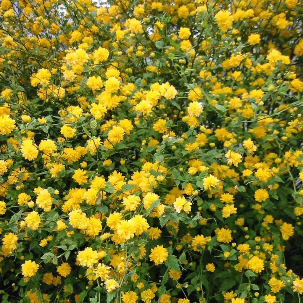 Kerria japonica 'Pleniflora'