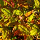 Nandina domestica 'Firepower'