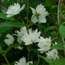 Philadelphus 'Bouquet Blanc'