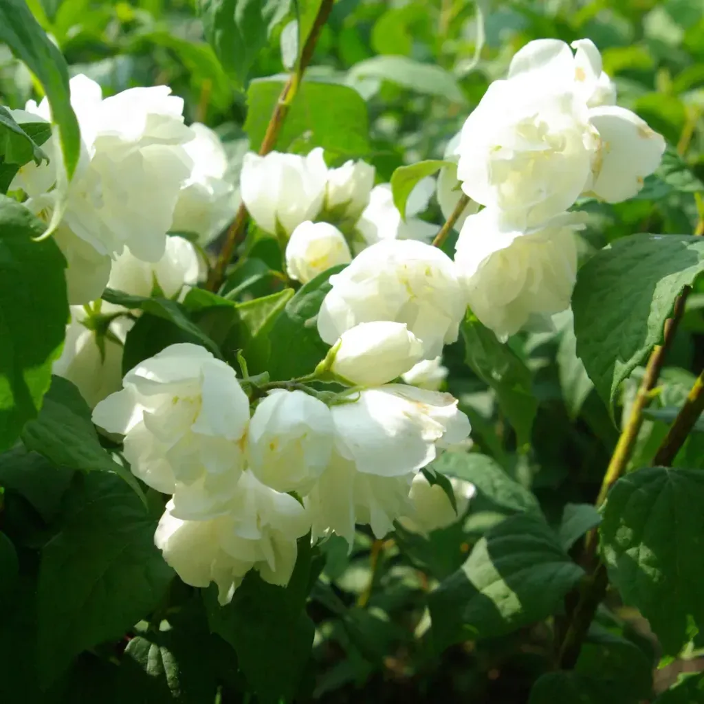 Philadelphus 'Virginal'