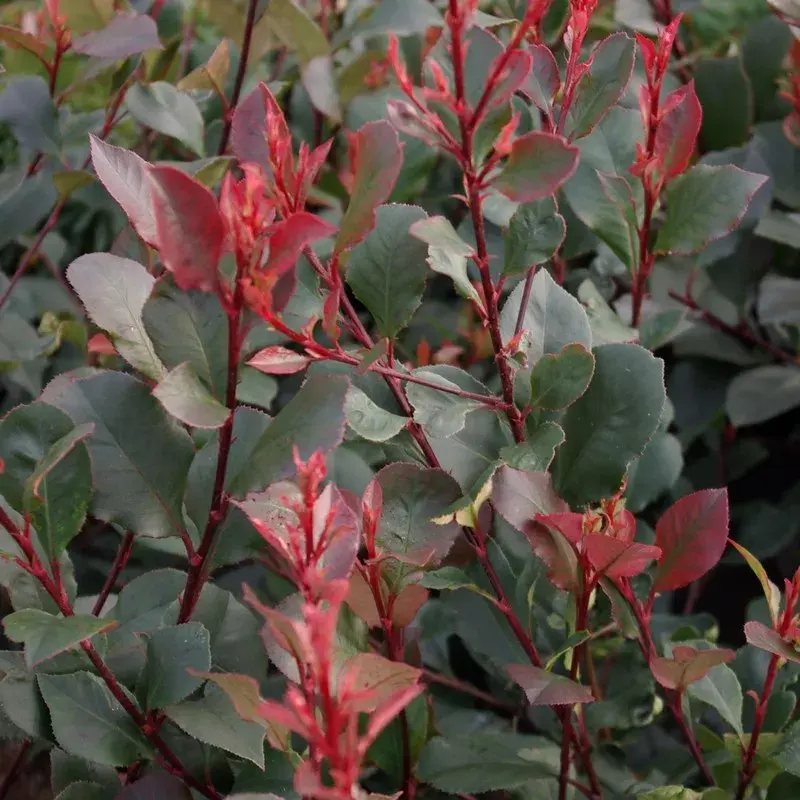 Photinia fraseri 'Little Robin'