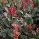 Photinia fraseri 'Little Robin'