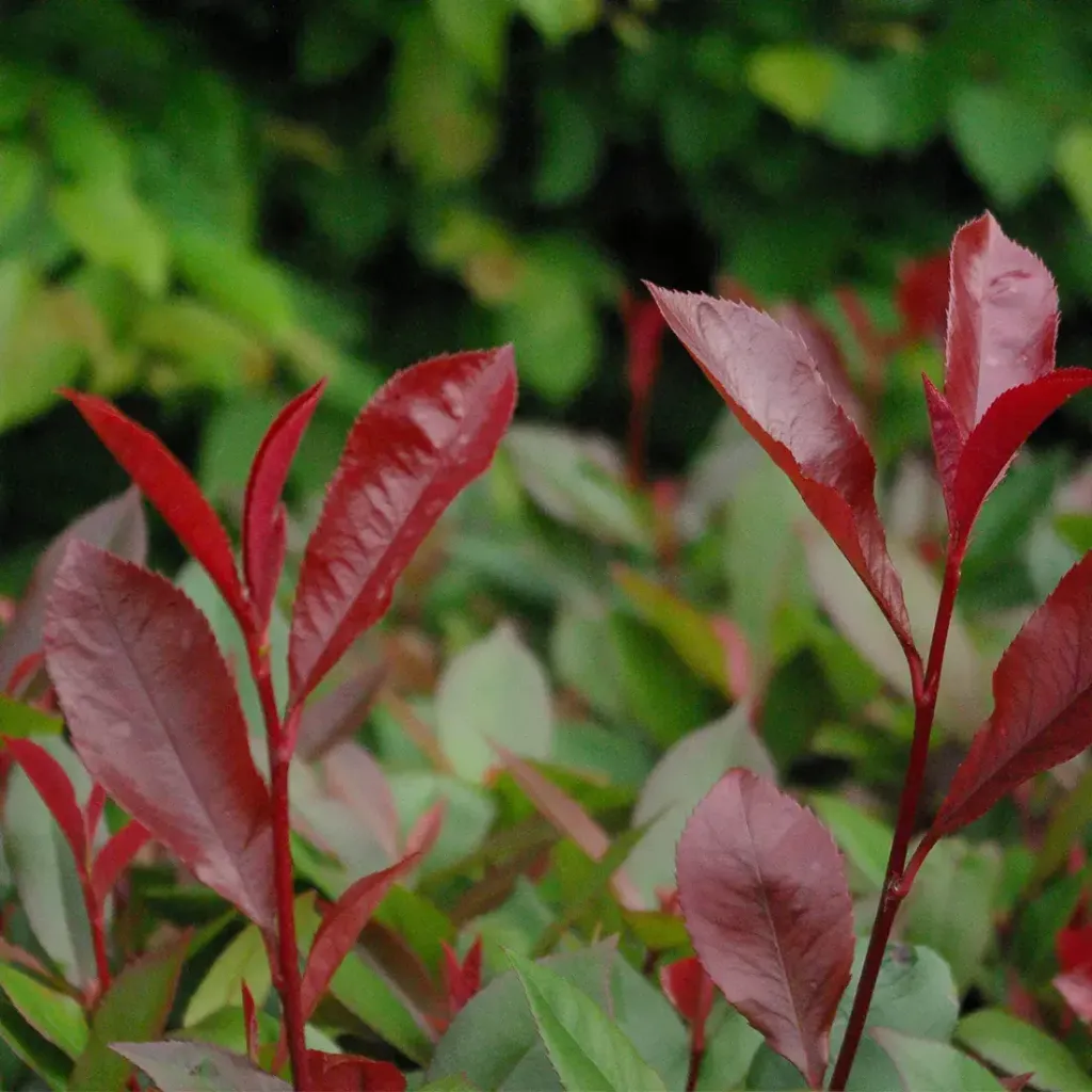 Photinia fraseri 'Carré Rouge'