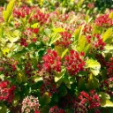 Physocarpus op. 'MAGICAL Raspberry Lemonade' ®