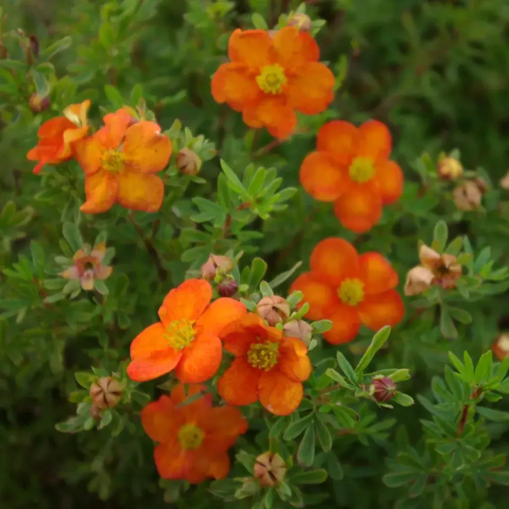 Potentilla fruticosa 'Bella Sol' ®