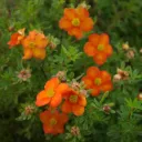 Potentilla fruticosa 'Bella Sol' ®