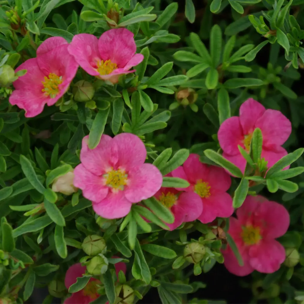 Potentilla frut. 'Bellissima' ® Hachliss