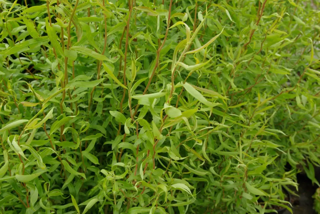 Salix babylonica 'Tortuosa'