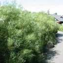 Salix rosmarinifolia