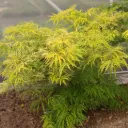 Sambucus nigra 'Golden Tower' ®