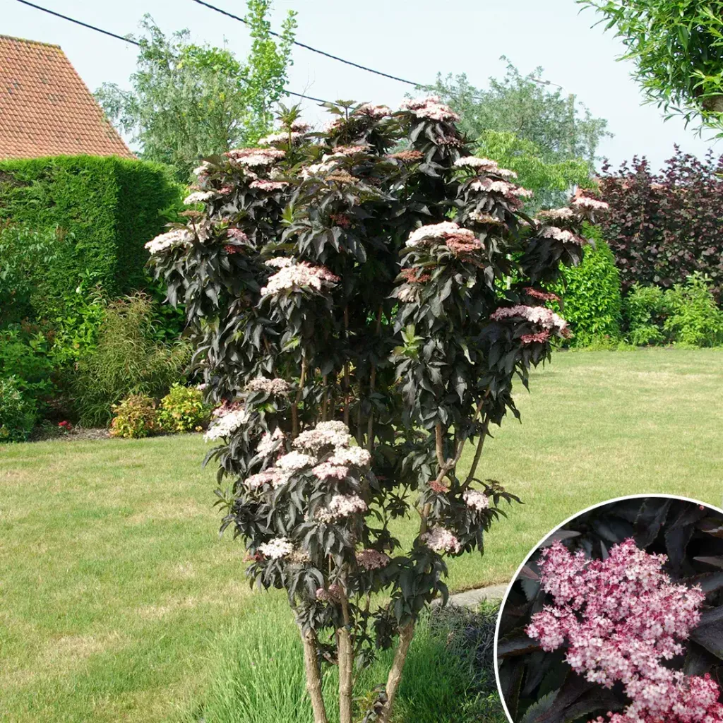 Sambucus nigra 'Black Tower'