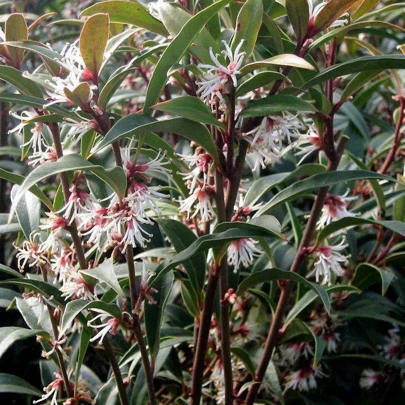 Sarcococca hookeriana var digyna