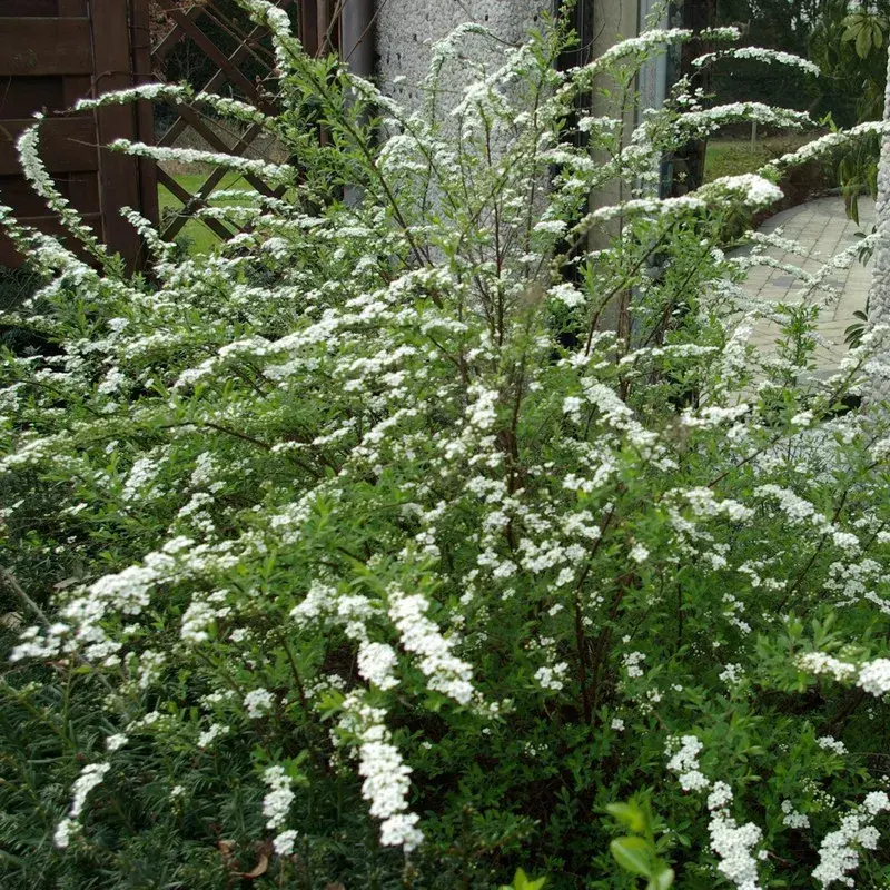 Spiraea arguta