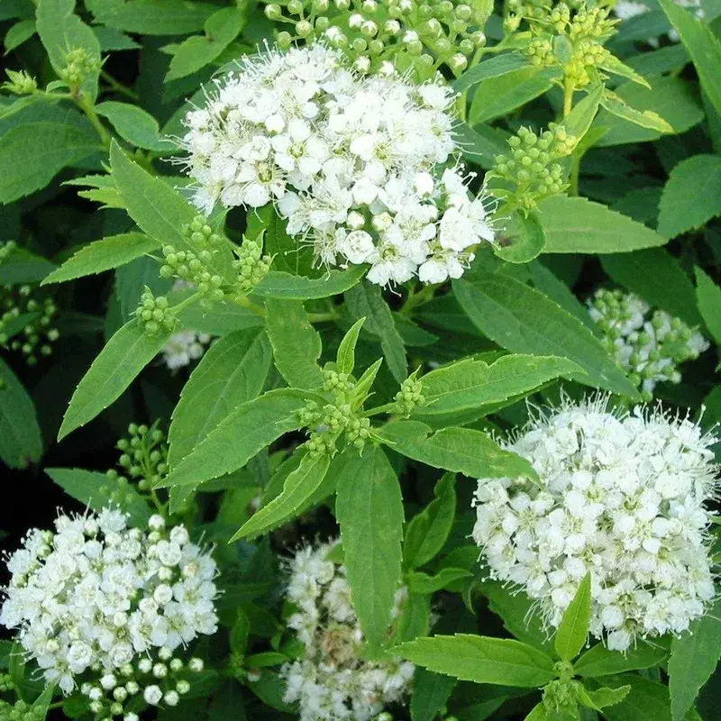 Spiraea jap. 'Albiflora'