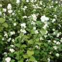 Symphoricarpos albus 'White Hedge'