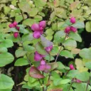 Symphoricarpos doorenbosii 'Magic Berry'
