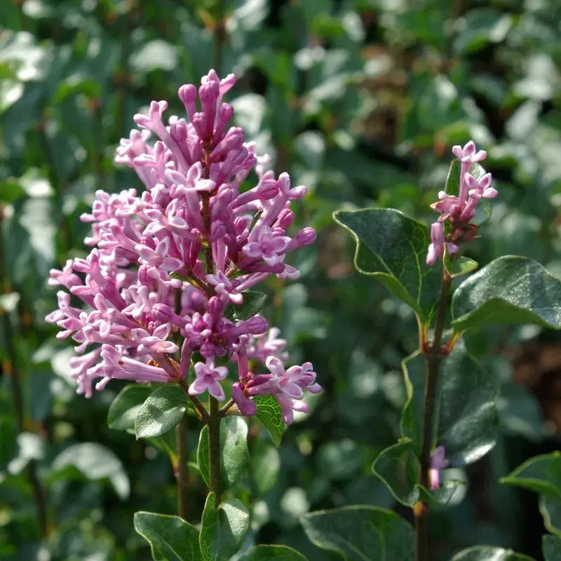 Syringa meyeri 'Palibin'
