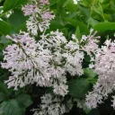 Syringa patula 'Miss Kim'
