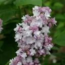 Syringa vulgaris 'Katherine Havemeyer'