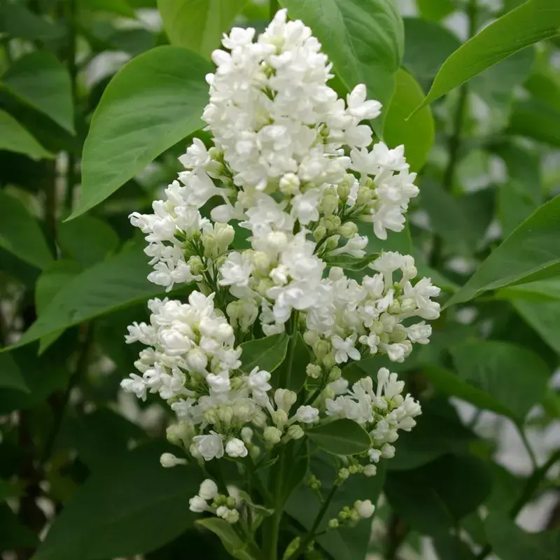 Syringa vulgaris 'Mme Lemoine'