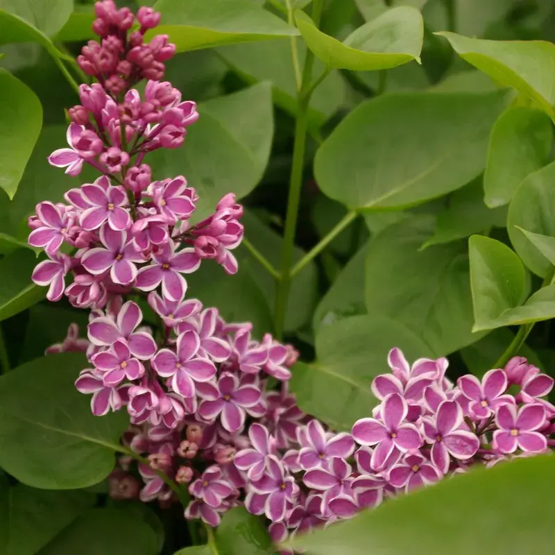 Syringa vulgaris 'Sensation'