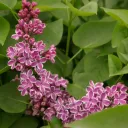 Syringa vulgaris 'Sensation'