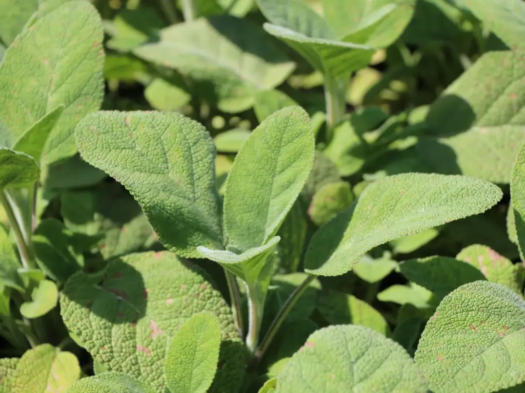Sauge officinale