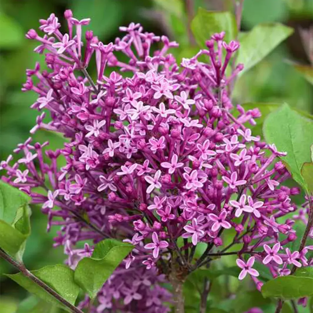 Syringa (X) BLOOMERANG® 'Dark Purple'