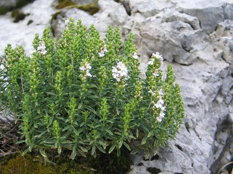 Sarriette (Satureja montana)