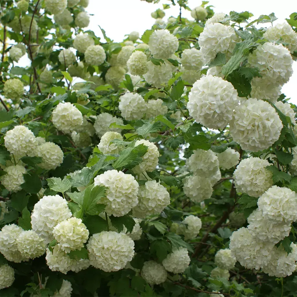 Viburnum opulus 'Roseum'