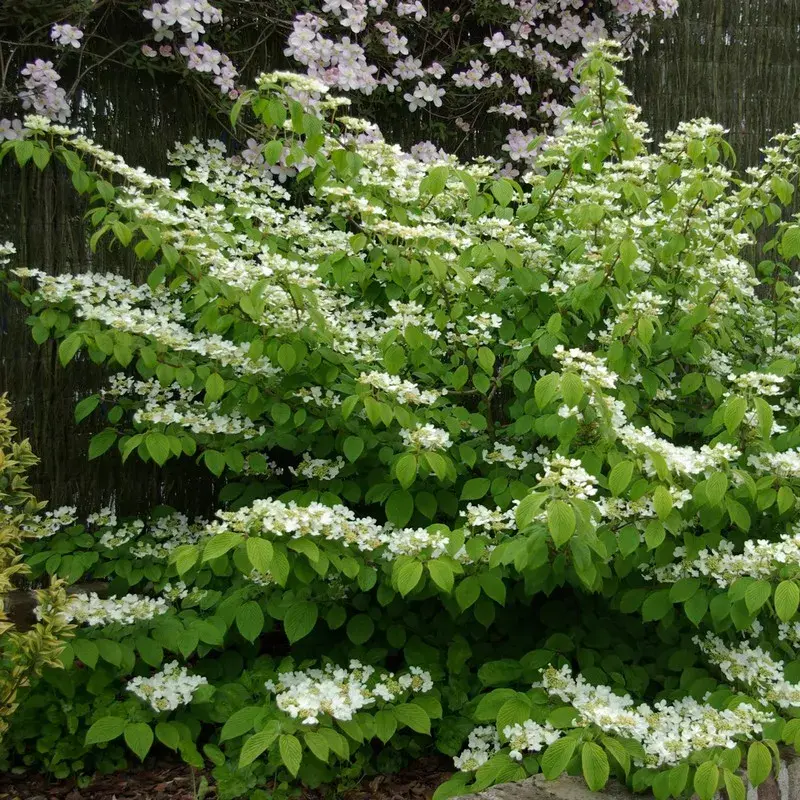 Viburnum plicatum 'Mariesii' geënt