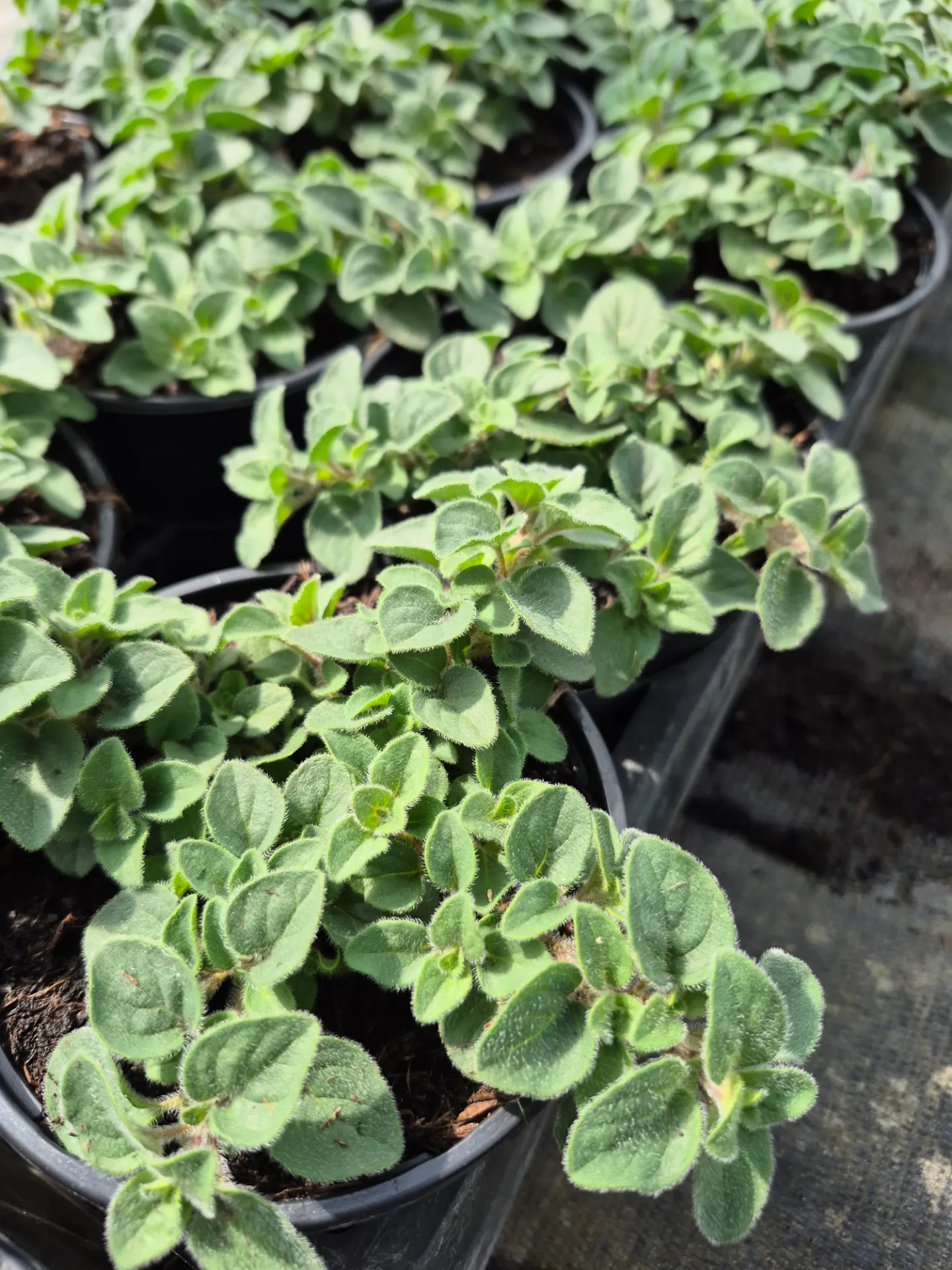 Origan vulgare ‘Hot n’ Spicy’