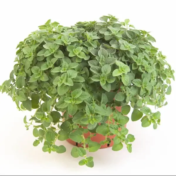 Origan vulgare ‘Hot n’ Spicy’