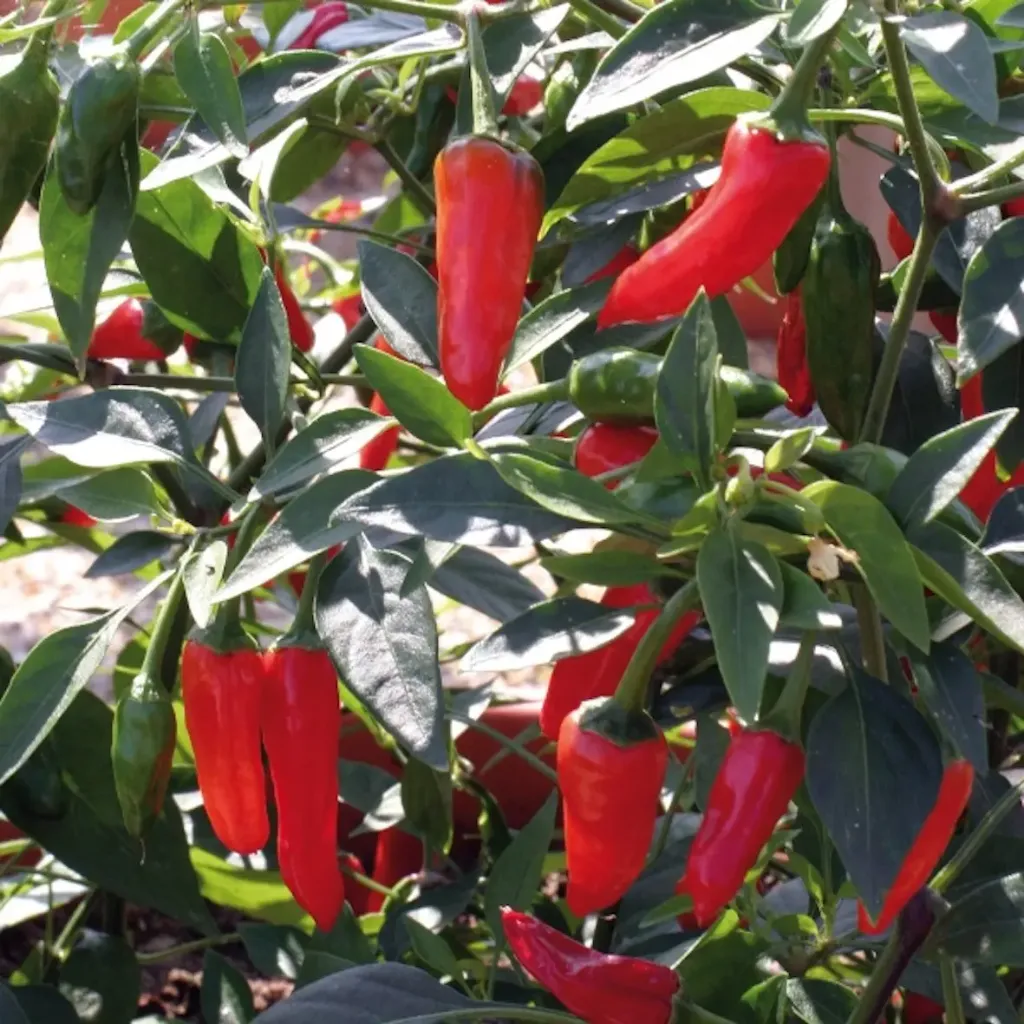 Piment doux Apache