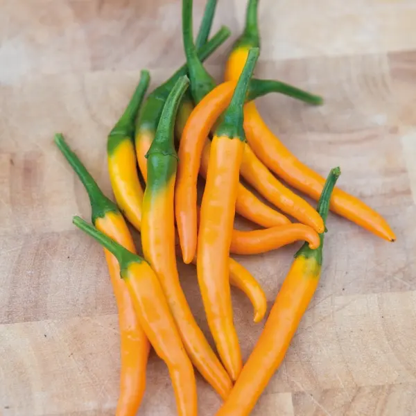 Piment Hot Yellow