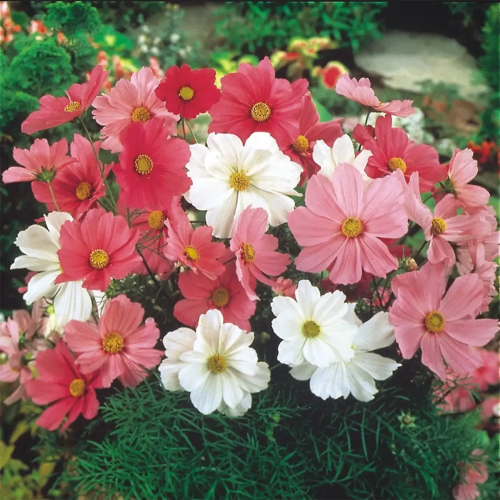 Cosmos bipinnatus Sonata Mix