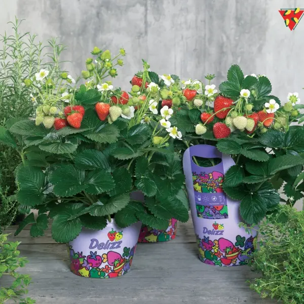 Fraisier ananassa Delizz